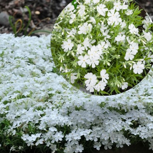 Phlox subulata 'White Delight' - Nõeljalehine leeklill 'White Delight' C1,5/1,5L